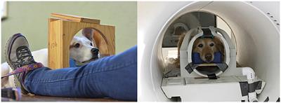 Clinical Findings in Dogs Trained for Awake-MRI